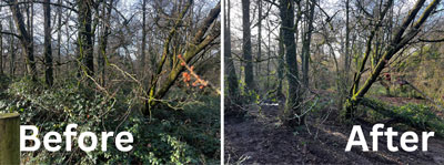 Before and After: Small Woodland cleared of brambles